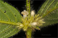 Lasianthus jackianus